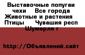 Выставочные попугаи чехи  - Все города Животные и растения » Птицы   . Чувашия респ.,Шумерля г.